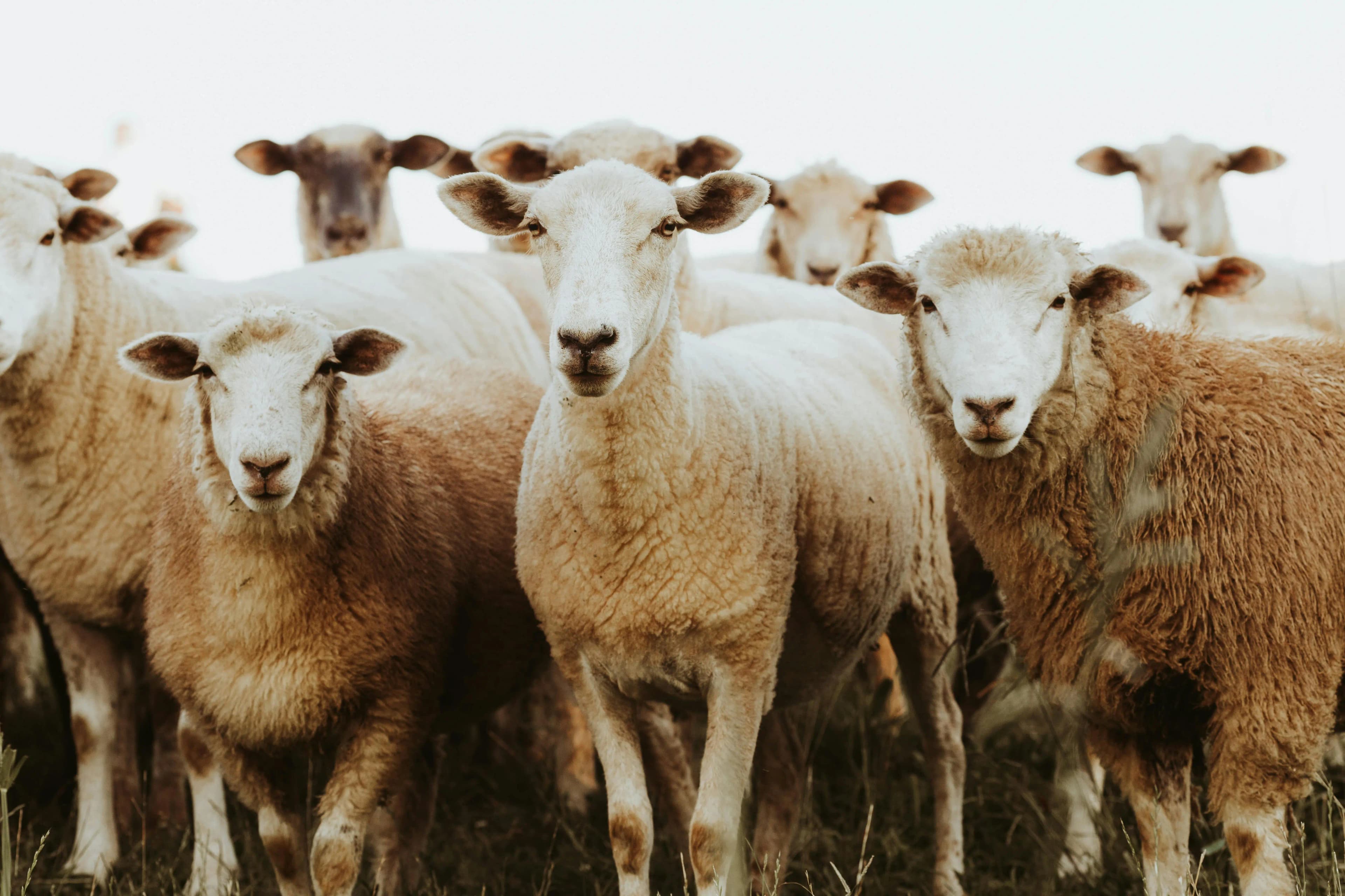 Shearing sheep and facilitating experiential learning are similar. Why?